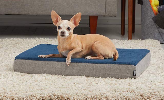 BarkBox Bed For Dogs With Hip Dysplasia