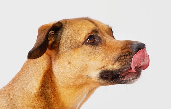 Dog licking lips has separation anxiety