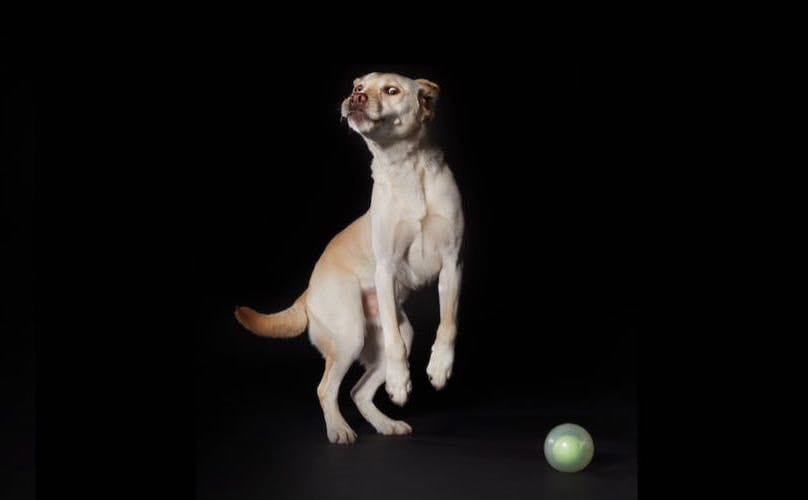 Labrador Retriever with BarkBox sonny the rolly ghost ball