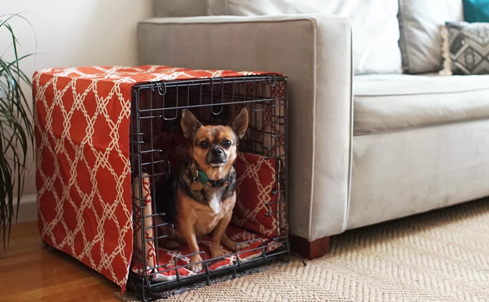 Jack Russel Chihuahua mix in a crate next to a beige couch