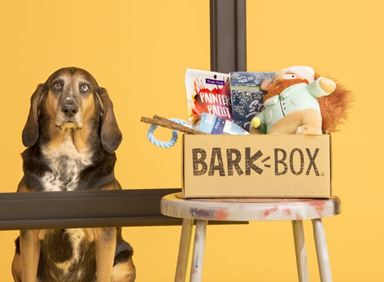 hound dog with a BarkBox