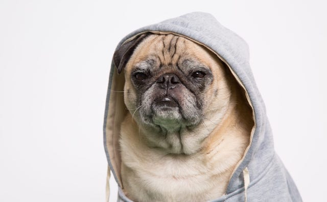 Pug Dog With Joint Pain