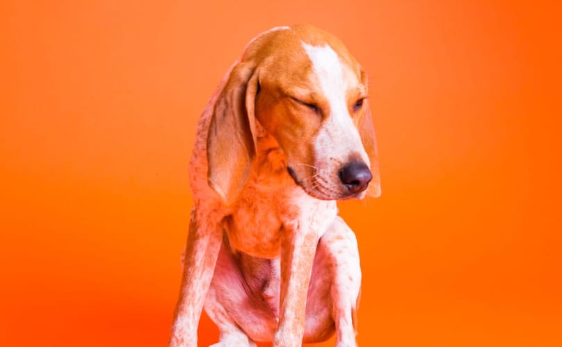 Beagle with Joint Pain
