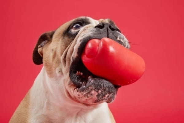 dog with toy in mouth