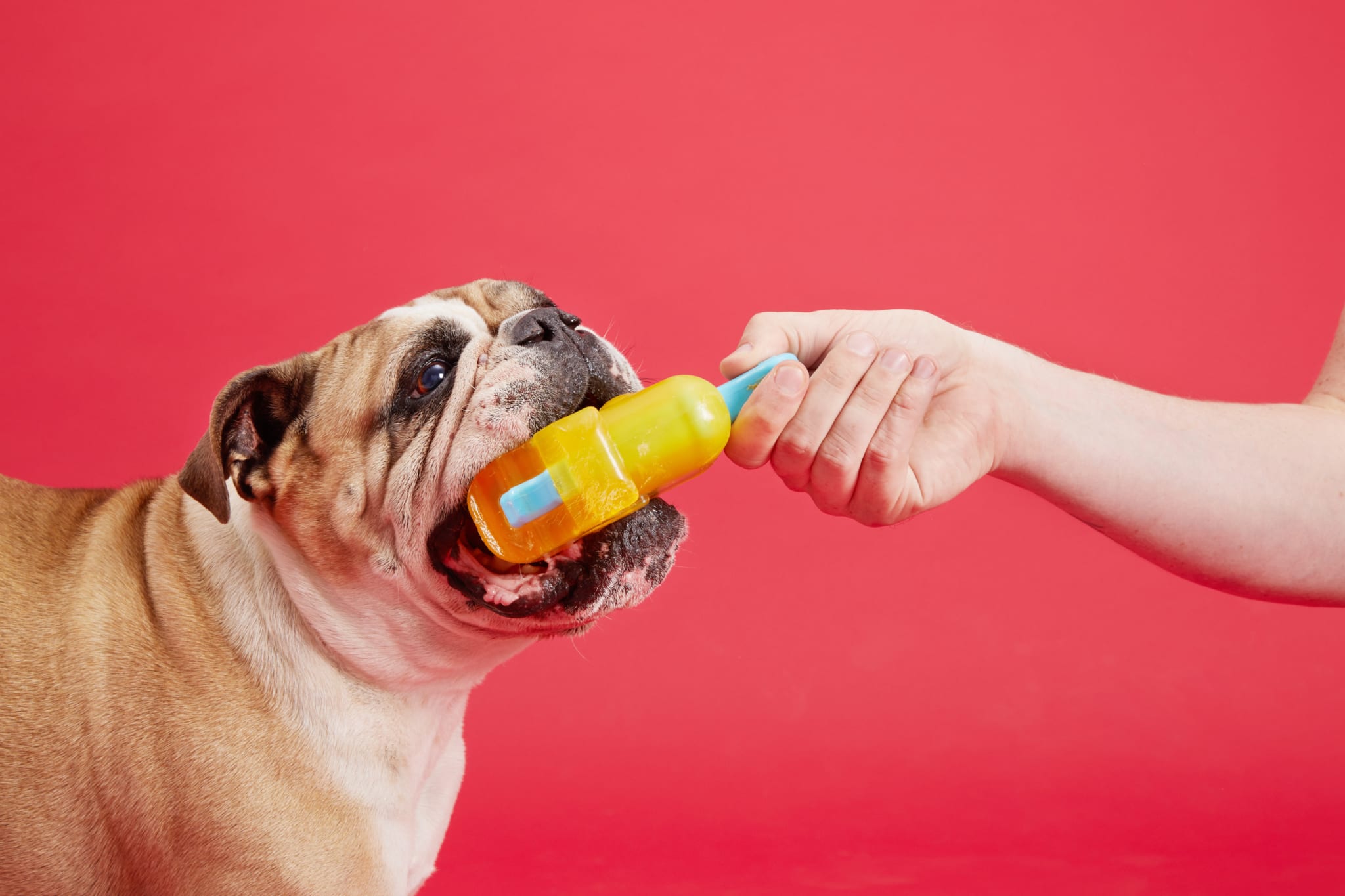 Bulldog with super chewer toy