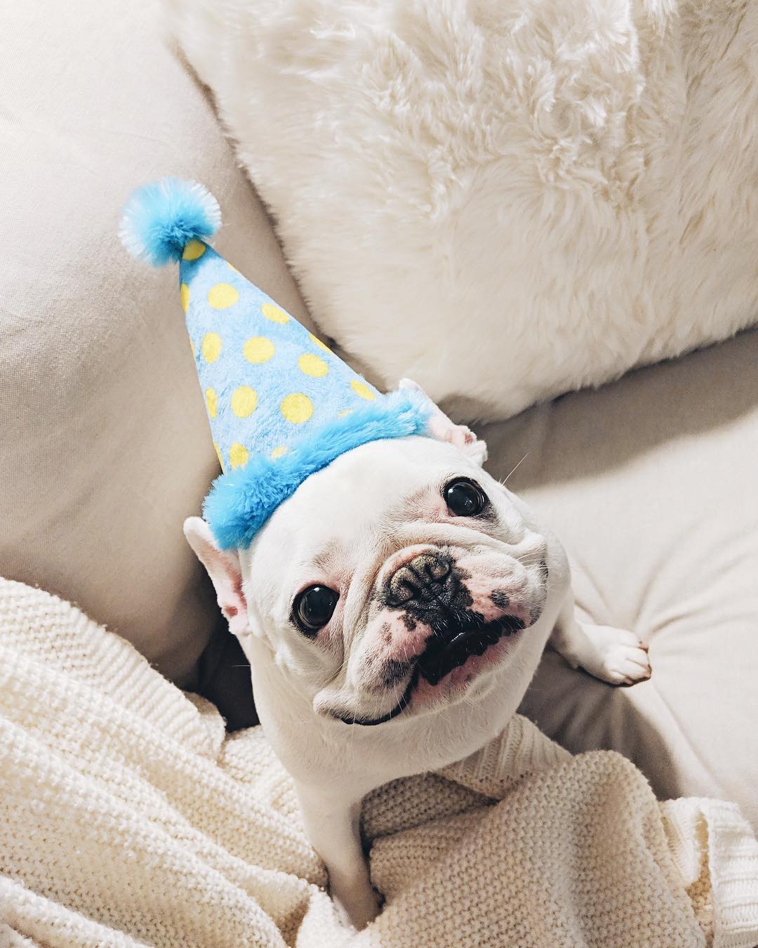 french bulldog in Party On! hat