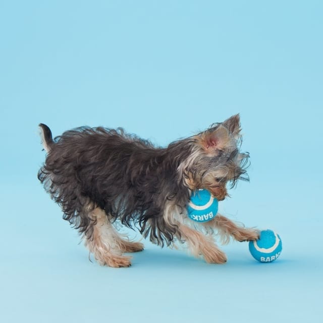 Best Toys for Puppies