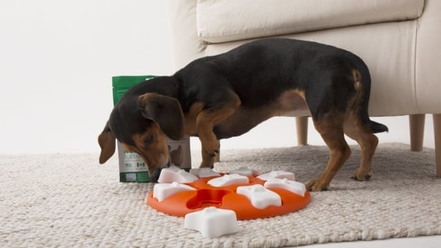 Dog with puzzle toy