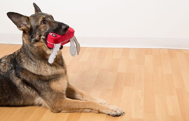 German shepard with plush toy