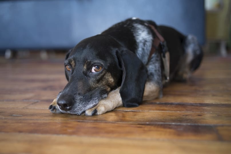 hound dog looking sad