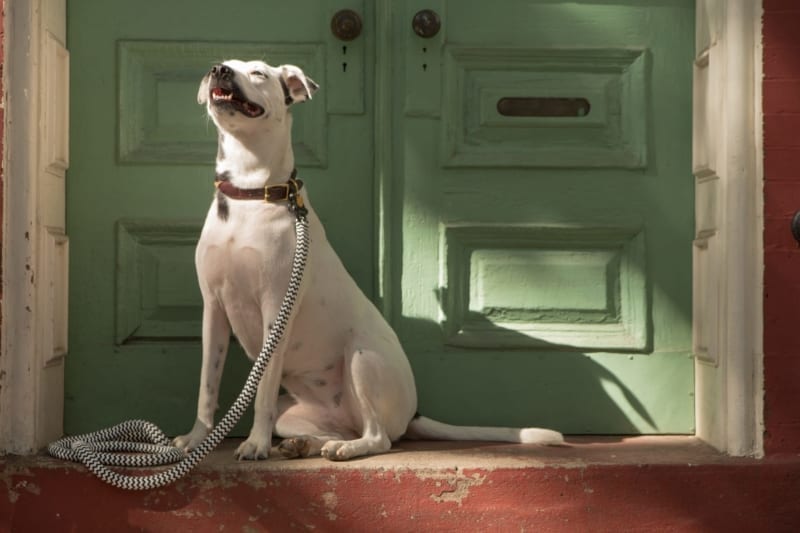 black and white dog next to a green door