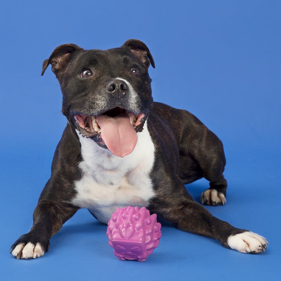 Medium dog with fetch toy