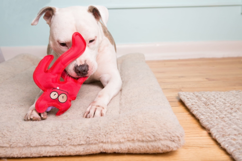 white pit bull dog on a beige bed playing with a red toy