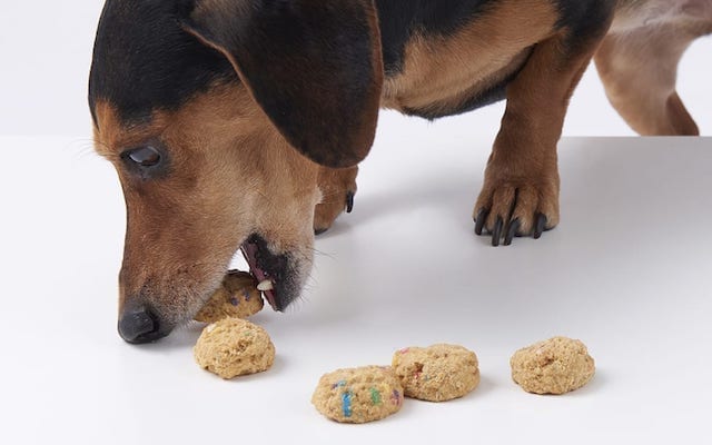 Weiner dog eating treats