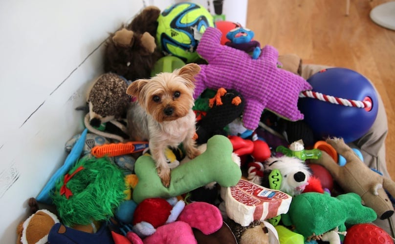 Yorkie on a pile of plush toys