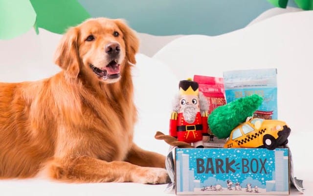 Golden Retriever with Christmas Themed BarkBox