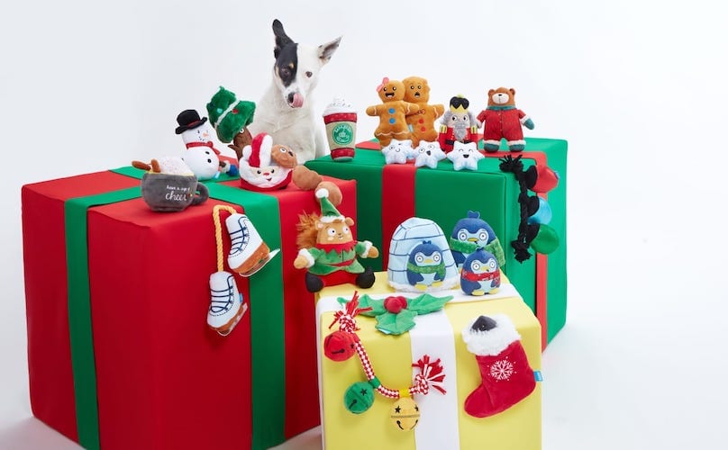 Australian Shepherd surrounded by barkbox christmas gifts toys
