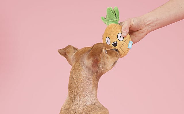 Chihuahua Mix Playing With BarkBox Penny Pineapple Toy