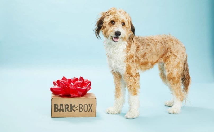 BarkBox Present For Doodle Dog