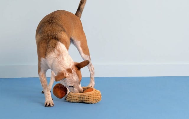 Australian cattle dog BarkShop Chester's Nuts Multi-part toy