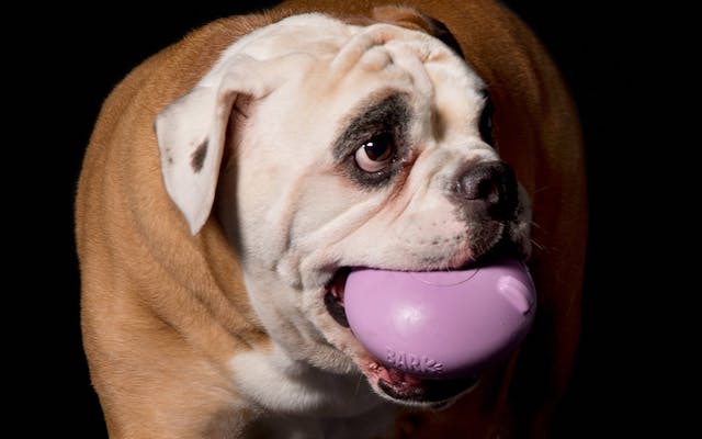 BullDog With BarkBox Super Chewer Spooky Spinning Top