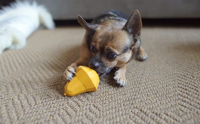 Fidel Chihuahua Dog with Super Chewer BarkBox Toy