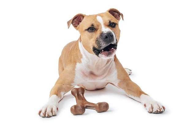 Pit Bull Chewing a BarkBox Benebone