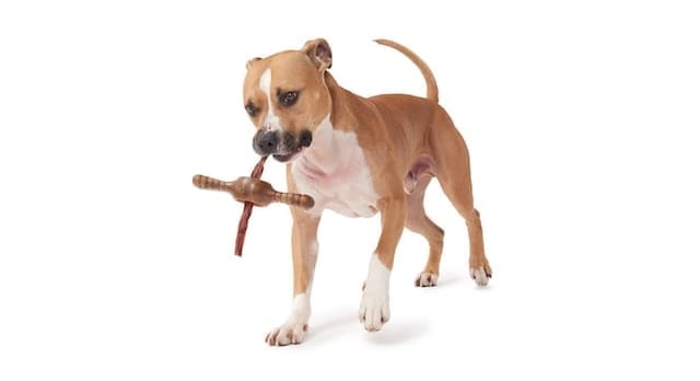 Pit Bull with BarkBox Super Chewer Bacon Pawplexor