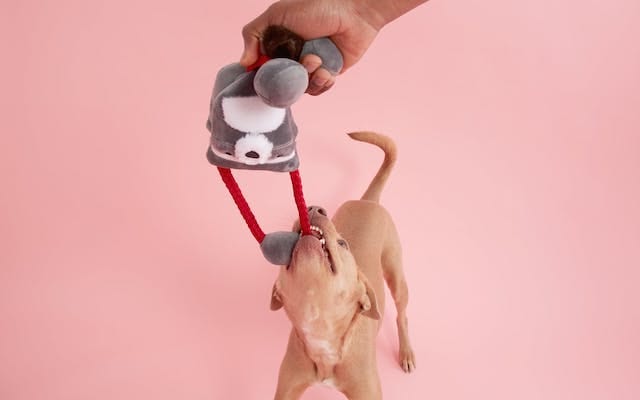 Pimm Terrier Dog With Cunning Colin Tugimal Tug Toy BarkBox BarkShop