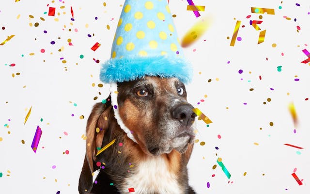 Hound BarkBox Birthday Hat
