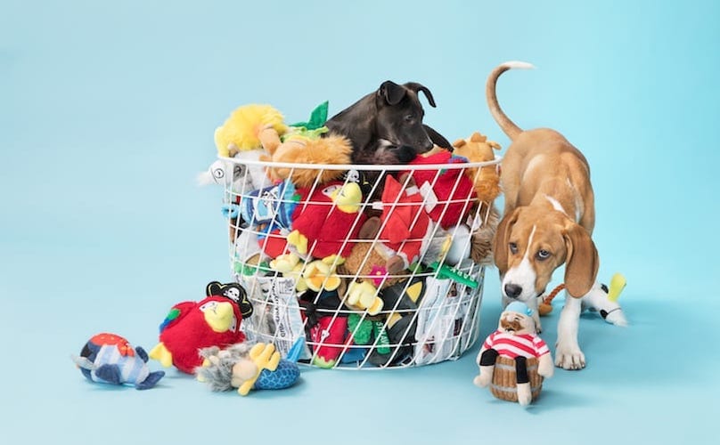 Beagle Mix Hound Dog With Pile of BarkBox BarkShop Dog Toys