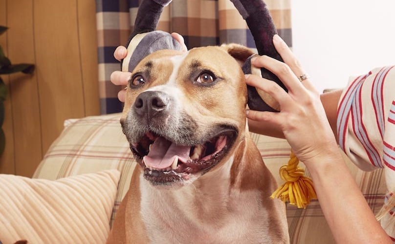 Pit Bull Dog With Headphones On