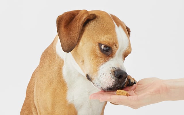 Dog Eating Barkshop CBD treats