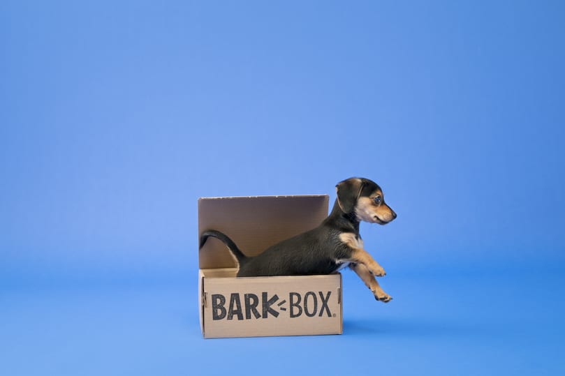 Little Puppy In BarkBox