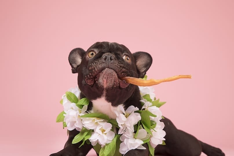French bulldog with barkshop chew