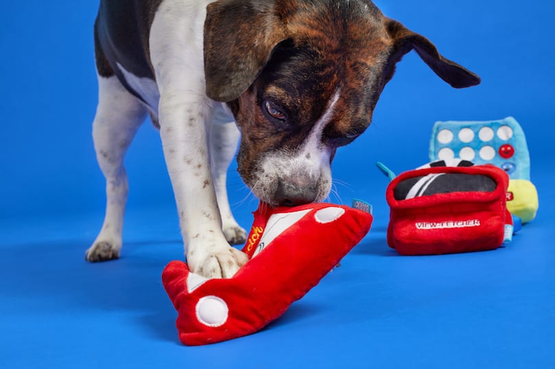 Mix breed dog destroying barkbox toys