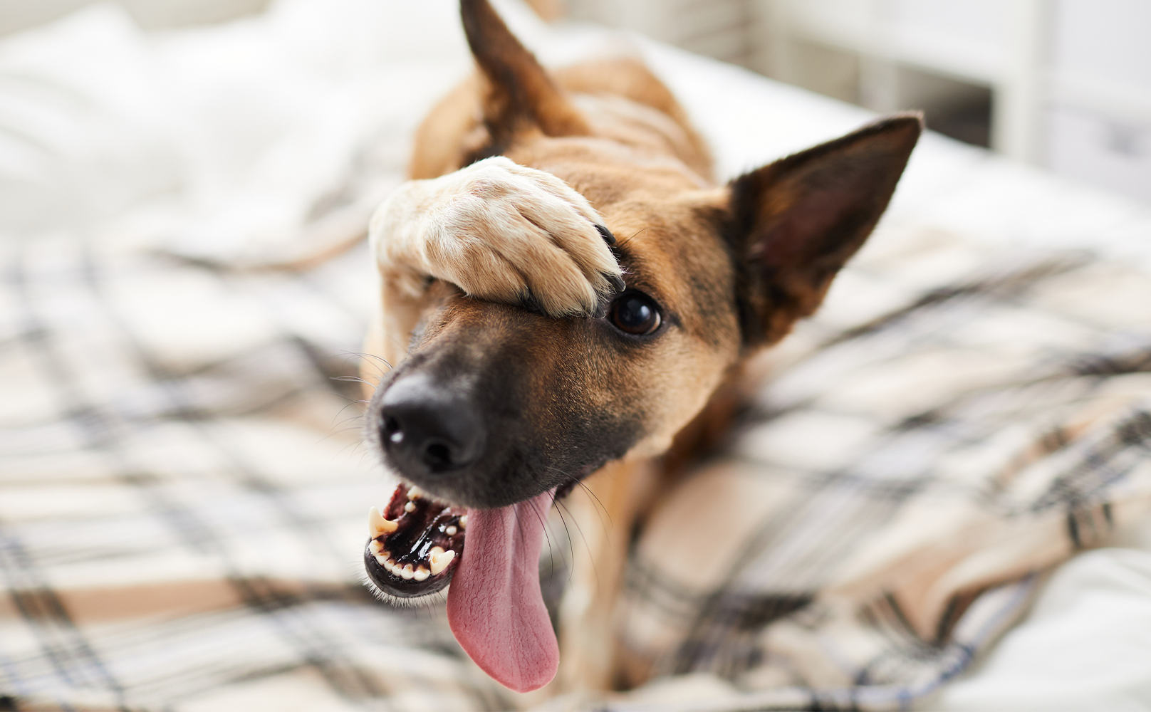 My Dog Ate A Tampon—What Do I Do? - BARK Post
