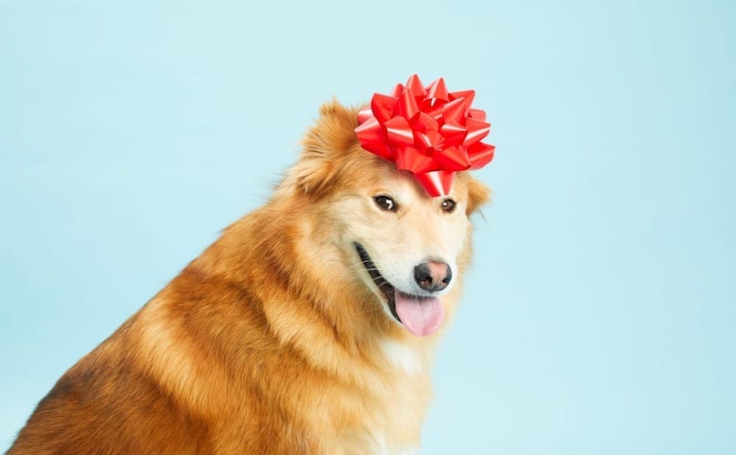 Golden Retriever Dog Mix With Bow On Head