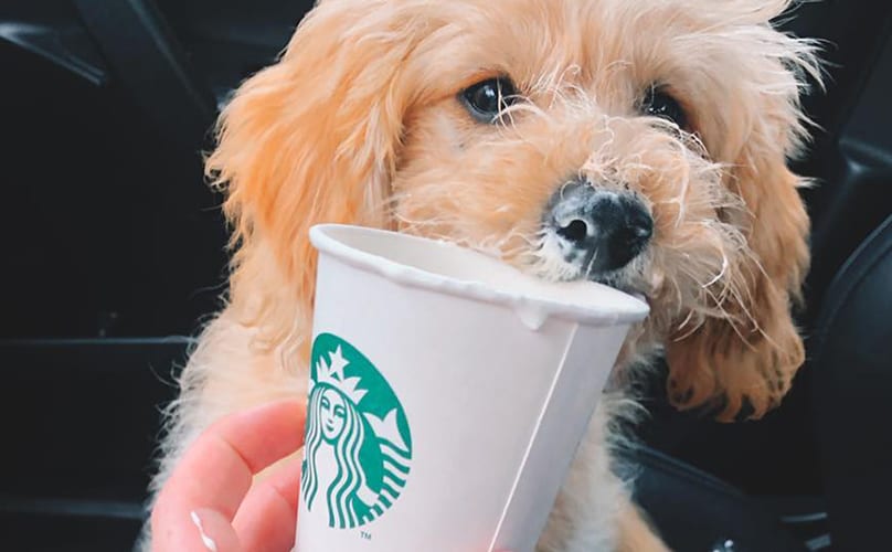 puppy eating a starbucks puppuccino