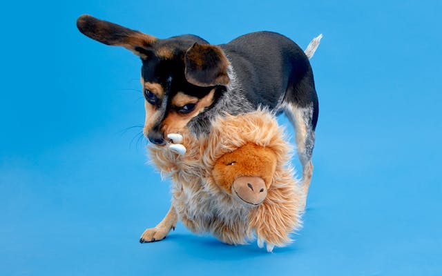 Dog with Gordon the giant sloth BarkBox toy