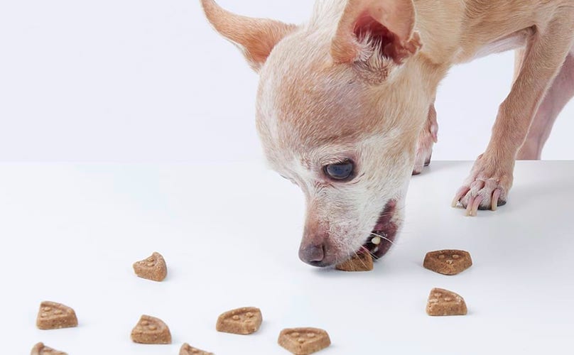 Chihuahua Eating BarkShop Barkday treats