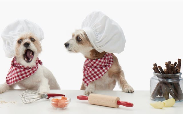 Terrier Dogs In Chef Hats