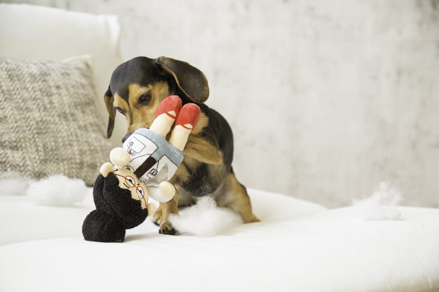 dachshund with plush toy