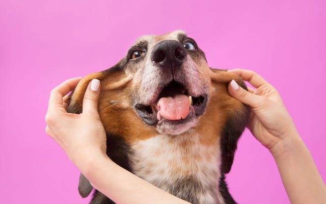 Hound Dog with Anxiety Being Massaged
