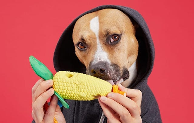 Pit Bull WIth Corn on the cob Barkbox toy