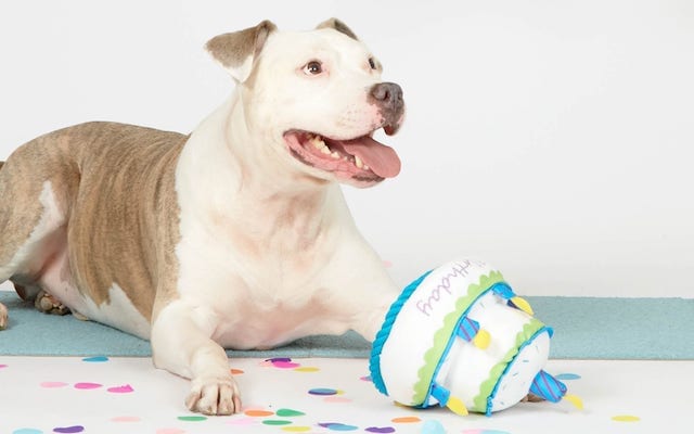 Pit Bull with a barkbox birthday cake toy