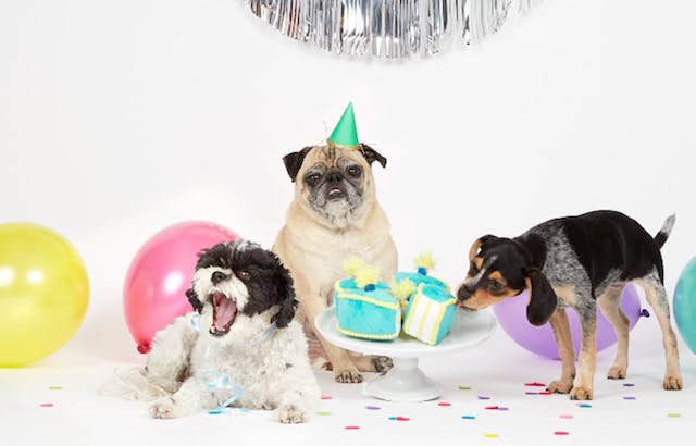 Pug and Two Dogs BarkDay BarkBox Toys major rager party cake