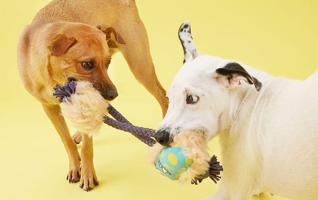 Dog playing shop with toy