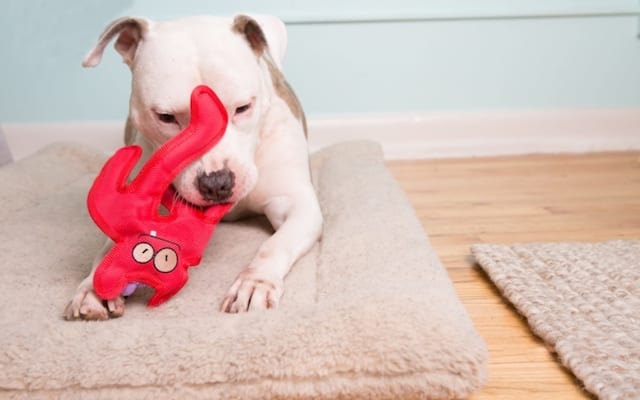 Pit Bull Playing With Dog Toy In Bed