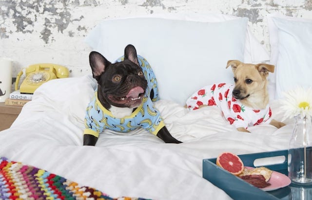 French Bulldog and Terrier Dog In Bed
